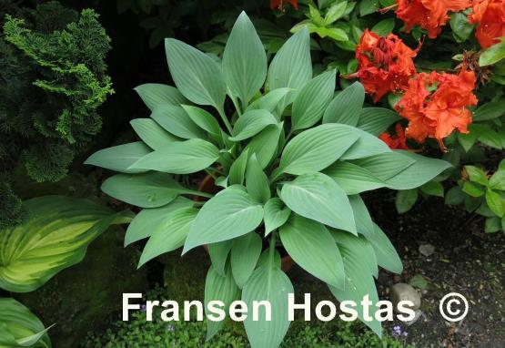 Hosta Beauty Little Blue